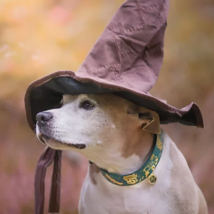 Collier 38mm BioThane® – Harry Potter (Serpentard)