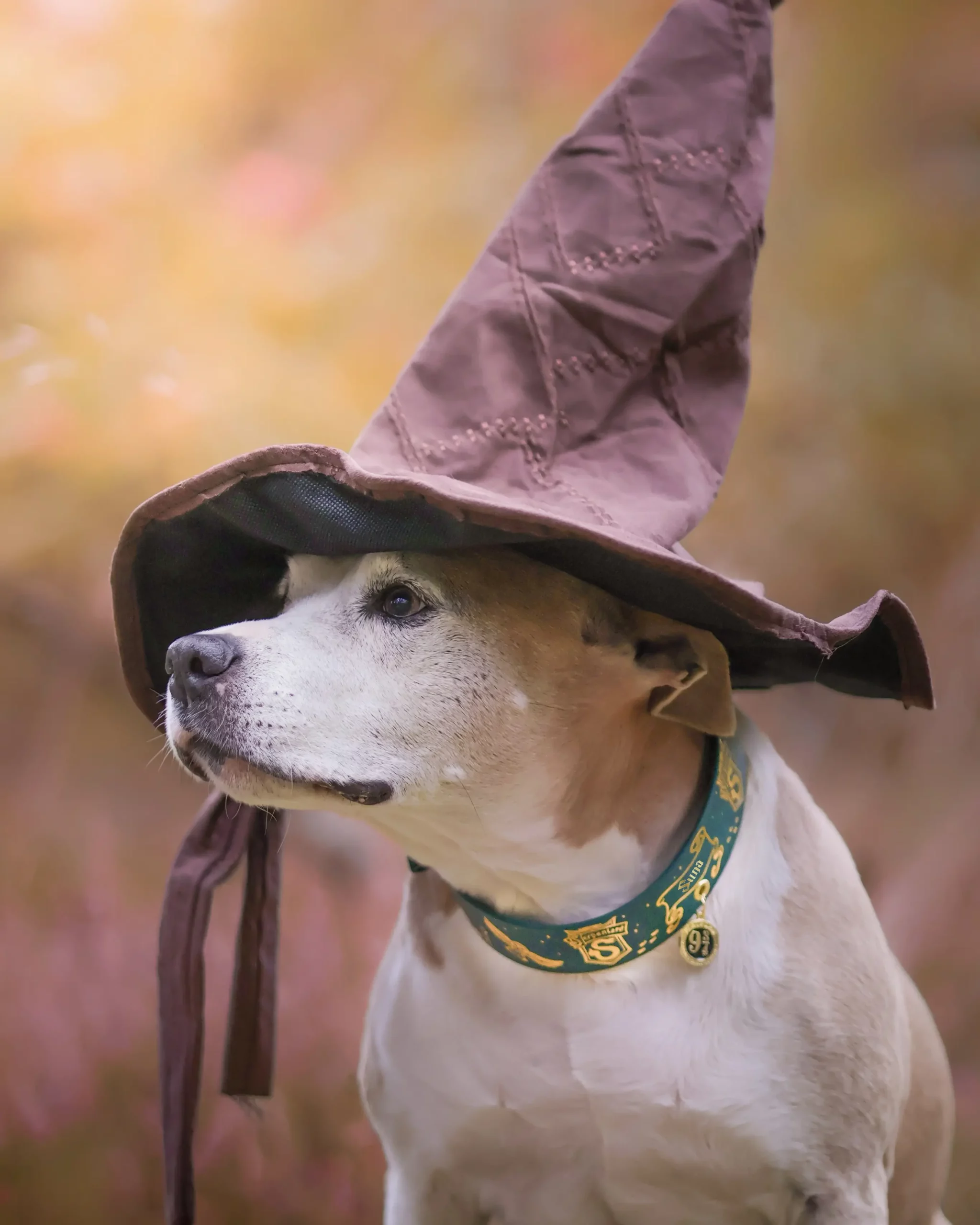 Collier 38mm BioThane® – Harry Potter (Serpentard) Collier 38mm BioThane® - Harry Potter (Serpentard) – Image 2