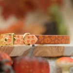 Laisse 3 points bicolore BioThane® – Aki no mori