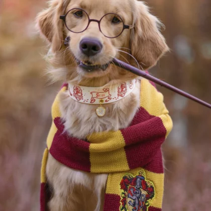 Collier bicolore 38mm BioThane® – Harry Potter (Gryffondor)