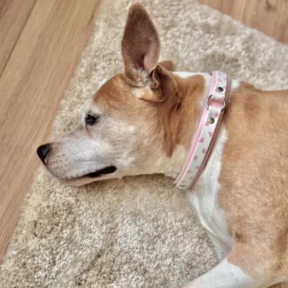 Collier double avec anneau 25mm PVC | Biothane® – Kokoro