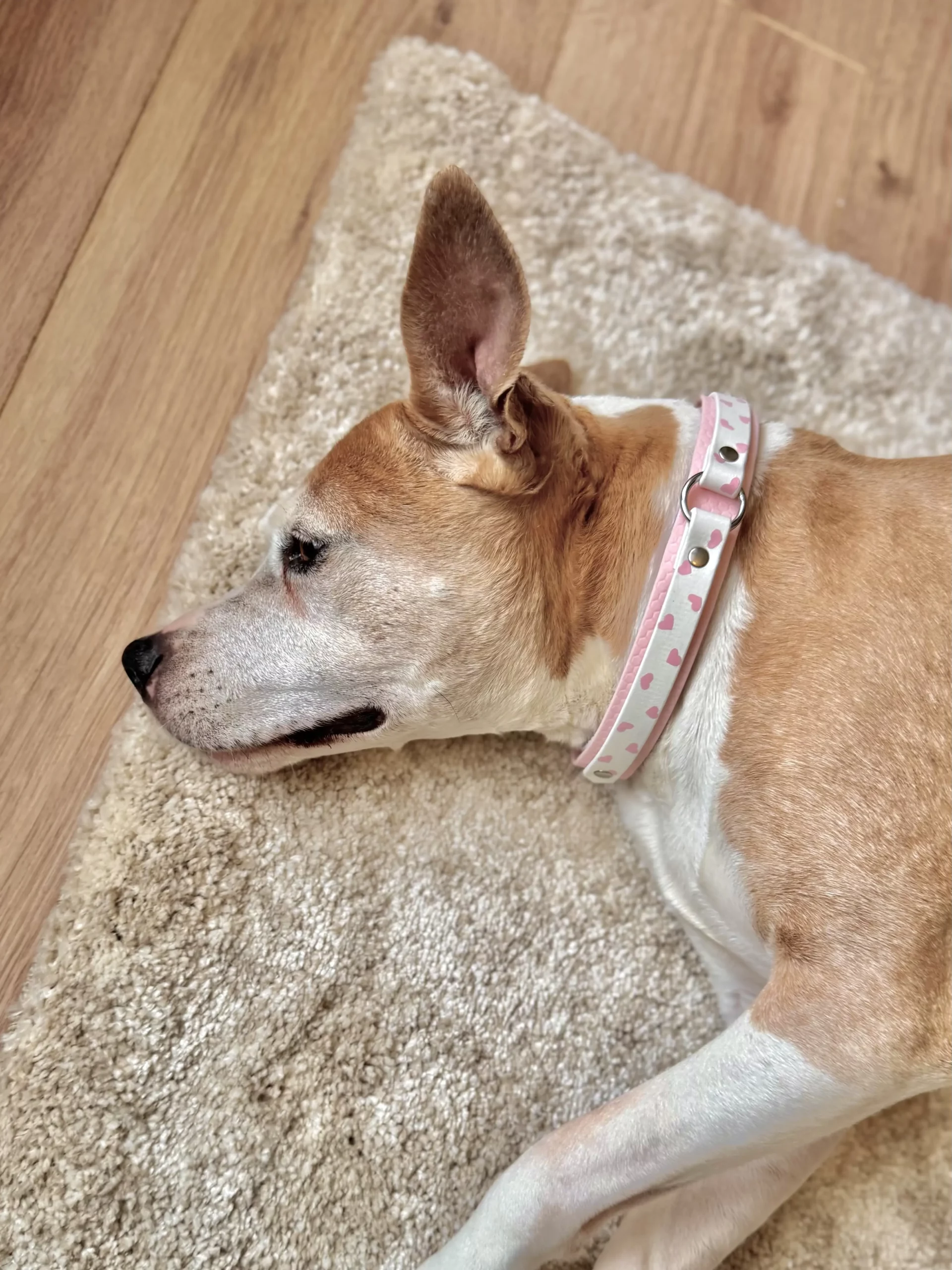 Collier double avec anneau 25mm PVC | Biothane® – Kokoro Collier double avec anneau 25mm PVC | Biothane® – Kokoro – Image 2