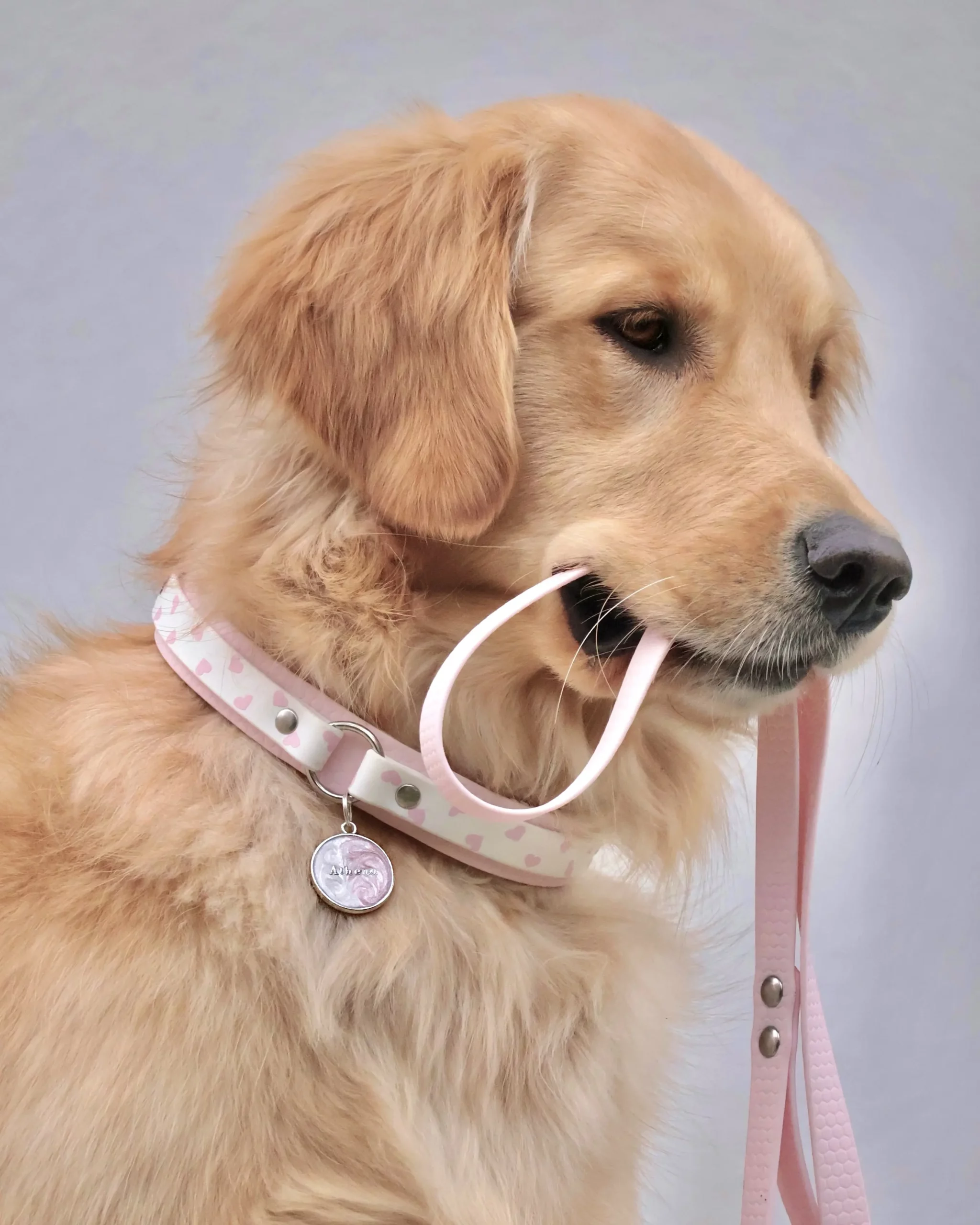 Collier double avec anneau 25mm PVC | Biothane® – Kokoro Collier double avec anneau 25mm PVC | Biothane® – Kokoro – Image 5